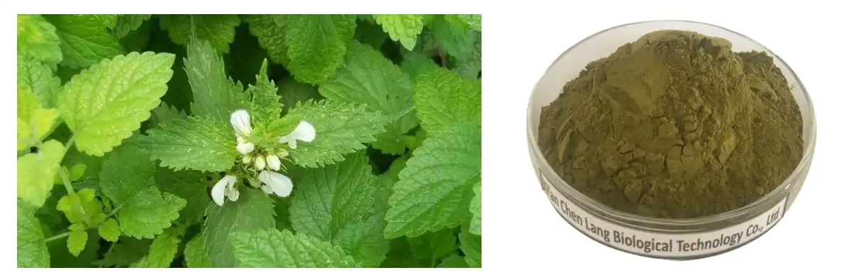 Lemon Balm Extract.jpg